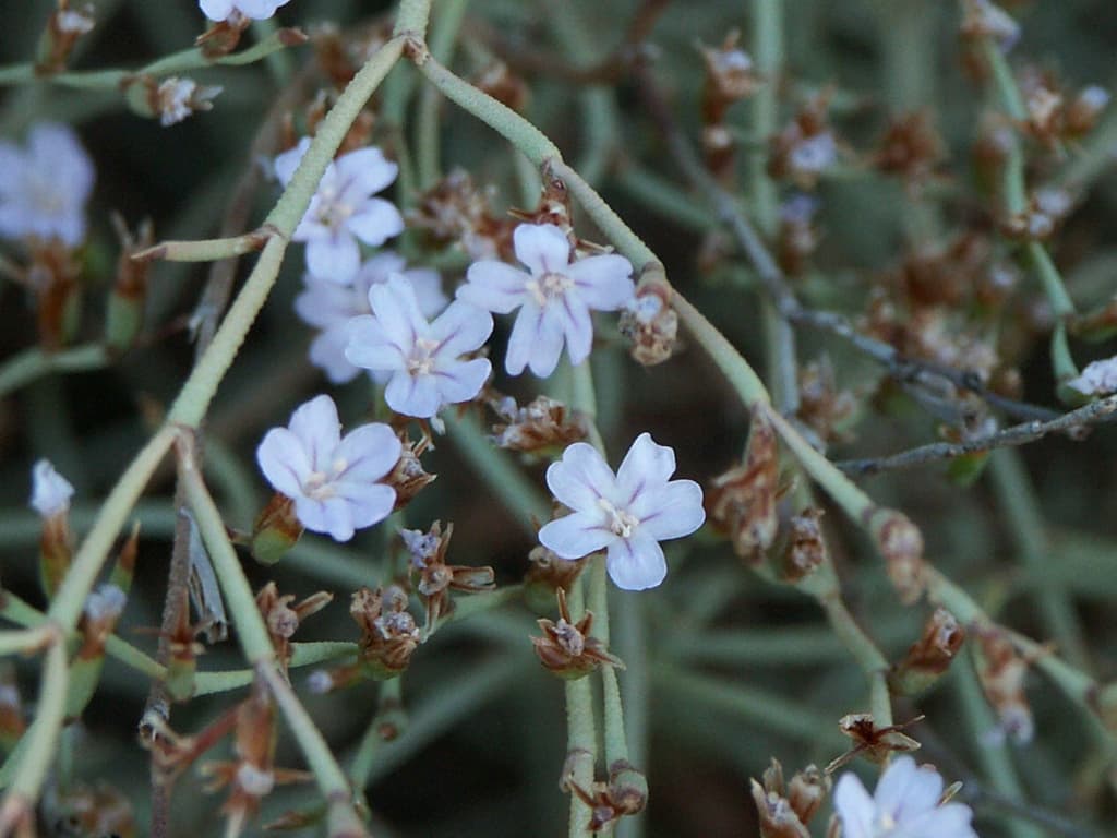 Limonium Sitiacum