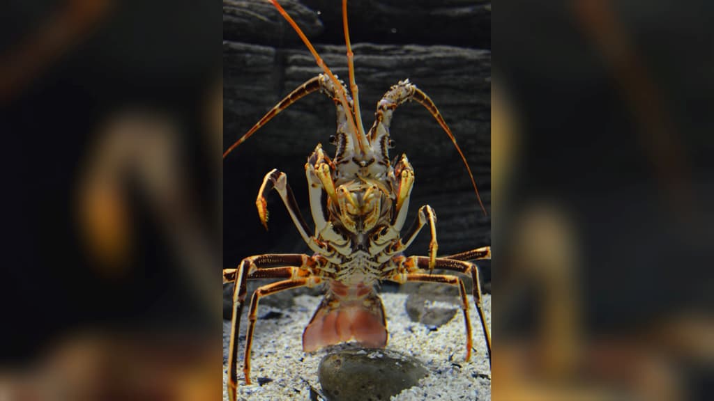 Lobster