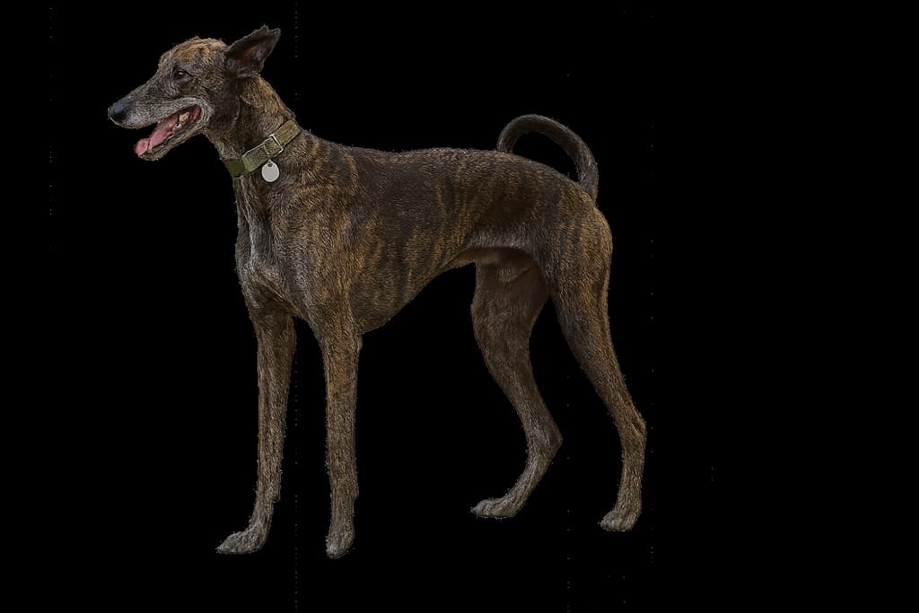 Meet the Cretan Hound!