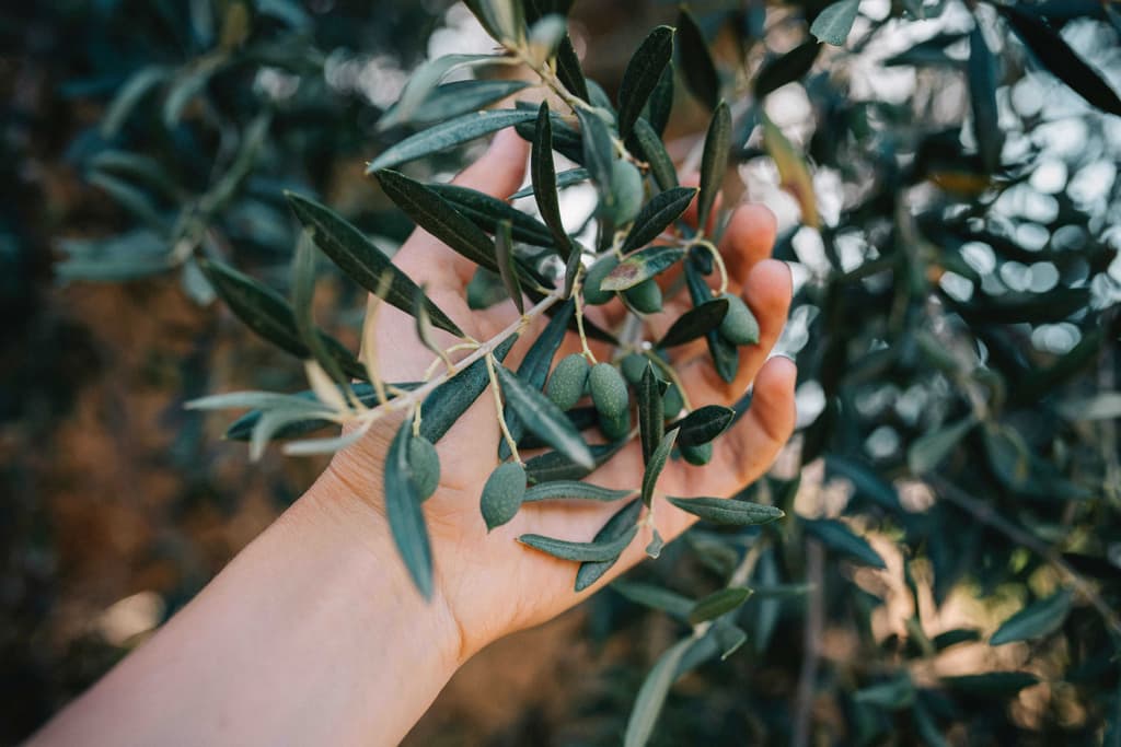 Institute of Olive Tree, Subtropical Crops and Viticulture