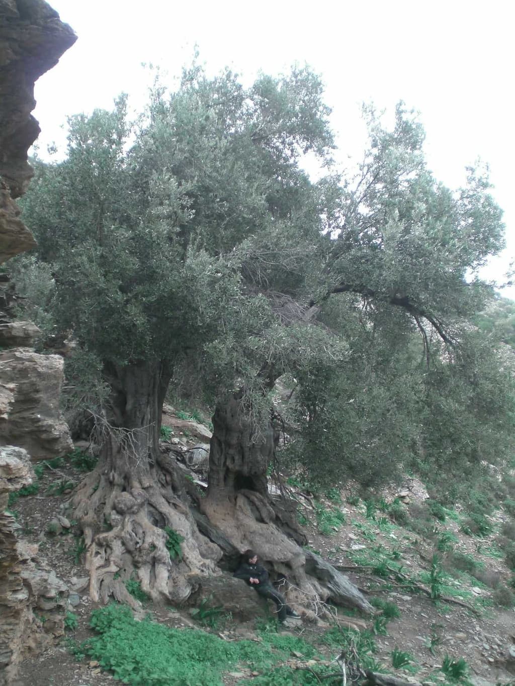 Bali's Ancient Olive Tree: Documented in Preservation Efforts