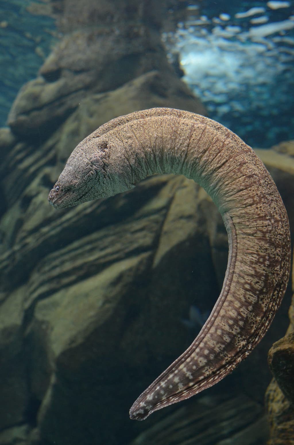 Mediterranean Moray or Roman Eel