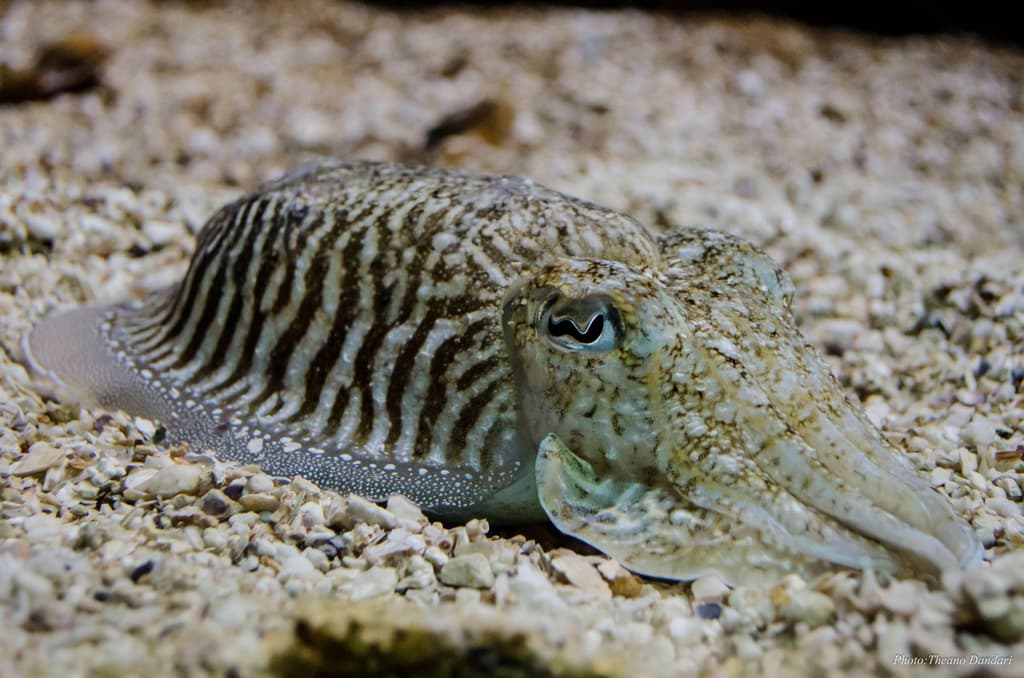 Common Cuttlefish