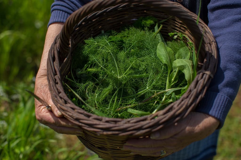 Πάμε… για χόρτα; Πάρτε μαχαίρι και τσάντες και ετοιμαστείτε!