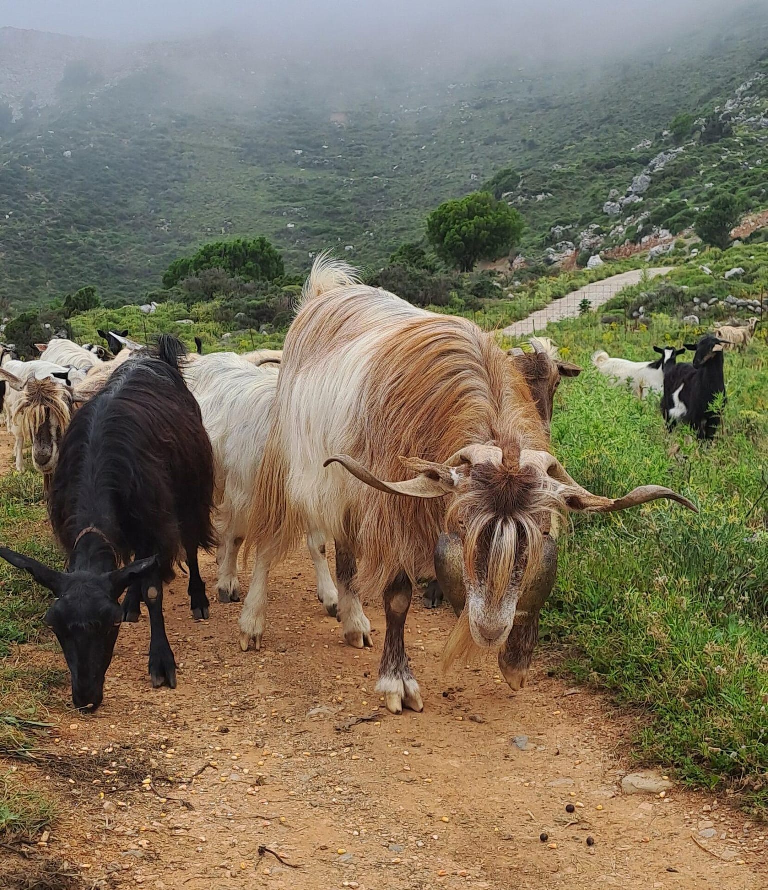 Cretan Vioma: Μάθε για τη ζωή ενός βοσκού στο Οροπέδιο Λασιθίου και απόλαυσε τα γύρω αξιοθέατα
