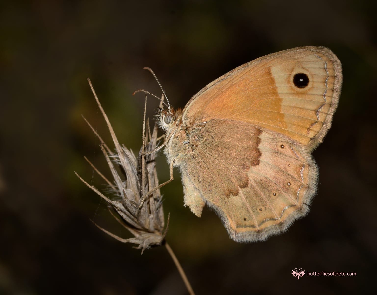 Butterflies and Moths of the island