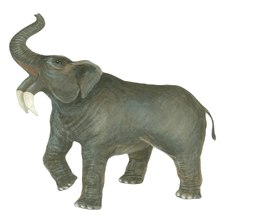 Deinotherium giganteum