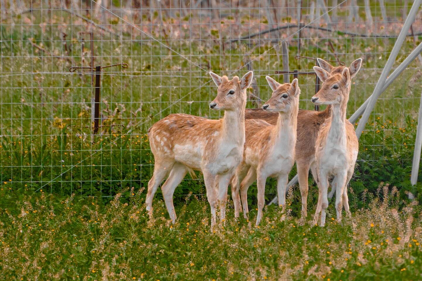 Cretan Animal Park