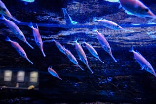 Exciting New Arrivals at Cretaquarium