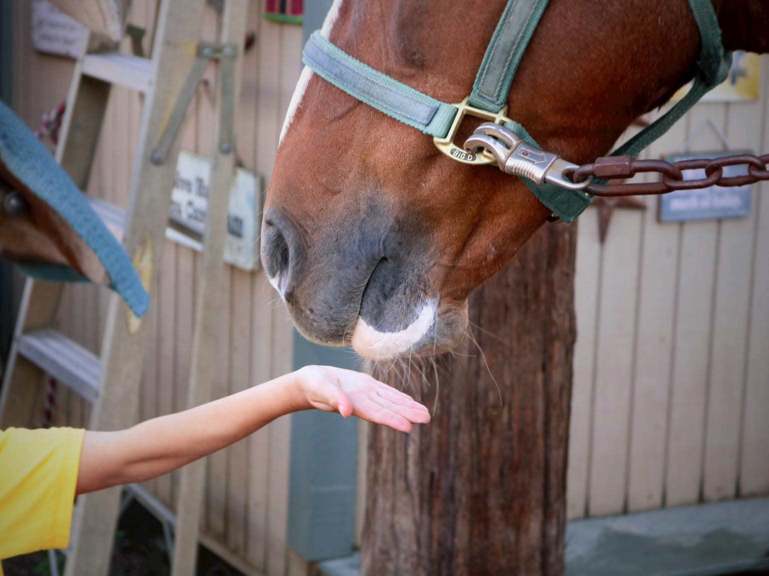 Family-friendly Horse Riding Adventures Await!
