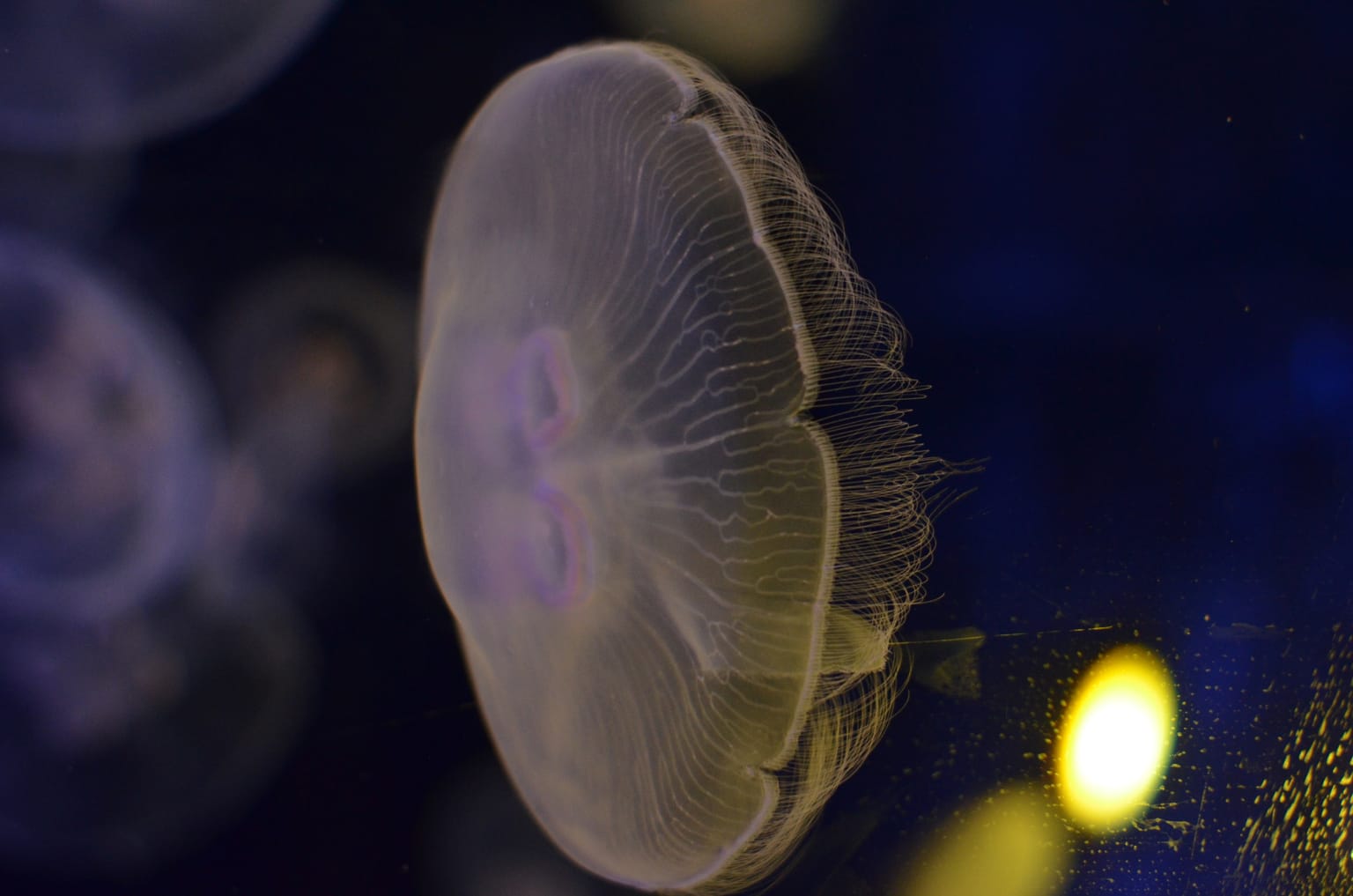 Discover the Seabed of Crete