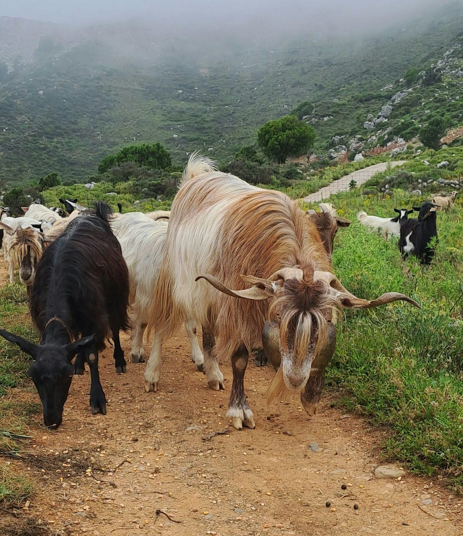 Exploring the Lasithi Plateau: Shepherd Life and Scenic Wonders