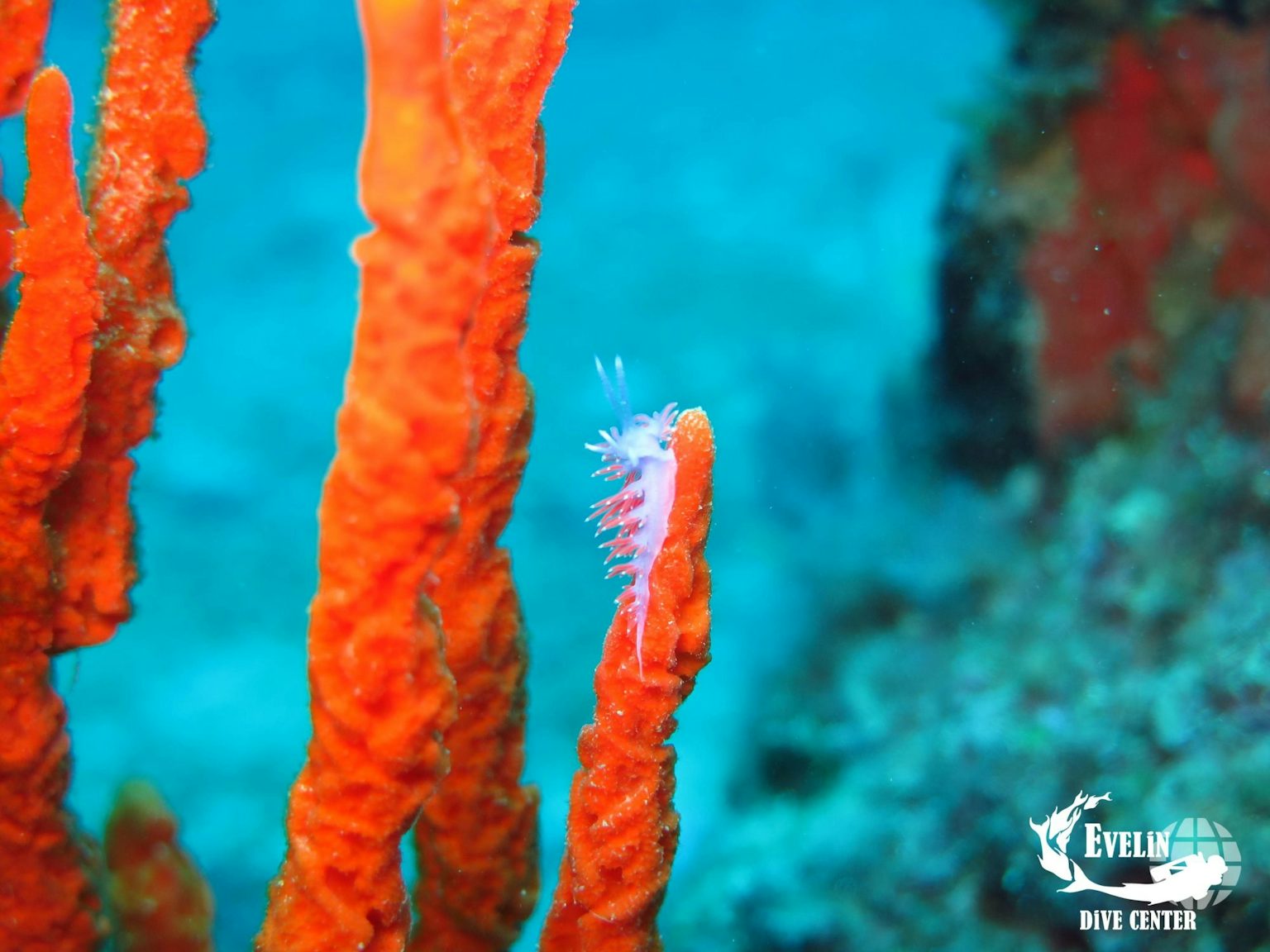Evelin Dive Center: Exploring an Underwater Nudibranch Garden While Diving