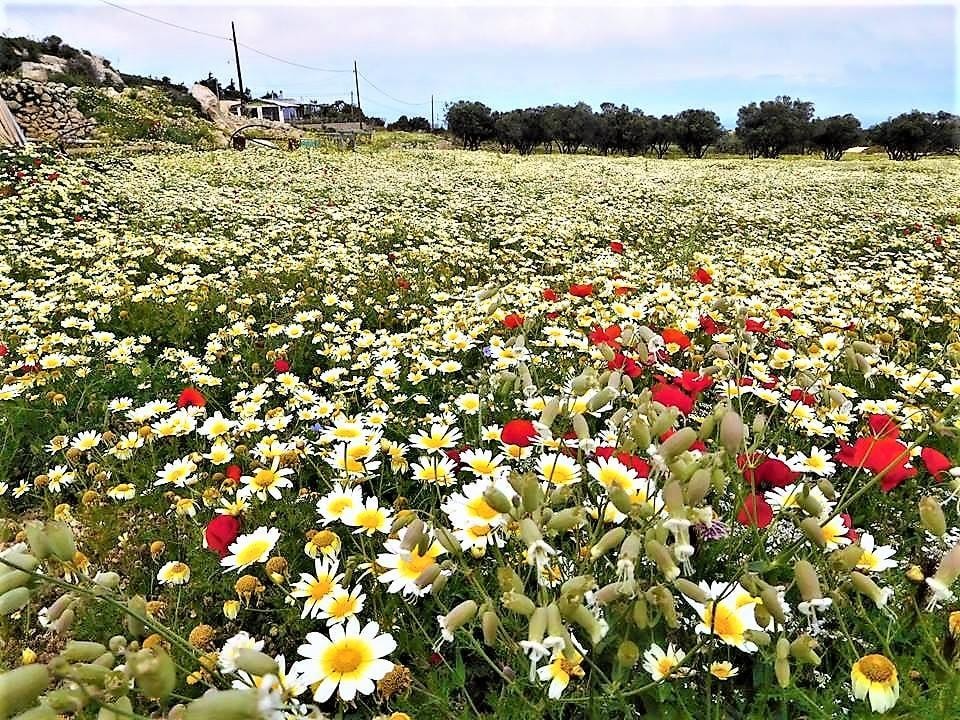 discover crete
