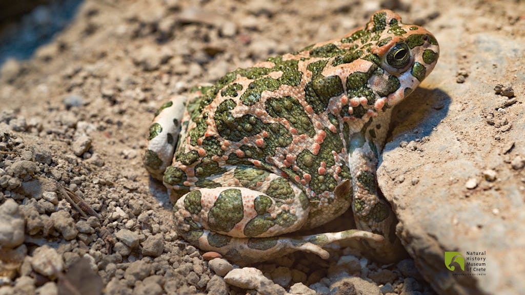 The European Green Toad