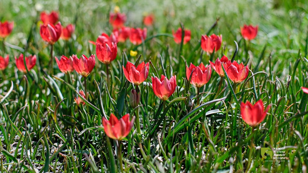 Lilac Wonder (Tulipa doerfleri)