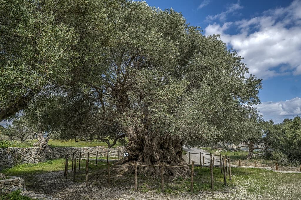 Natural Monuments