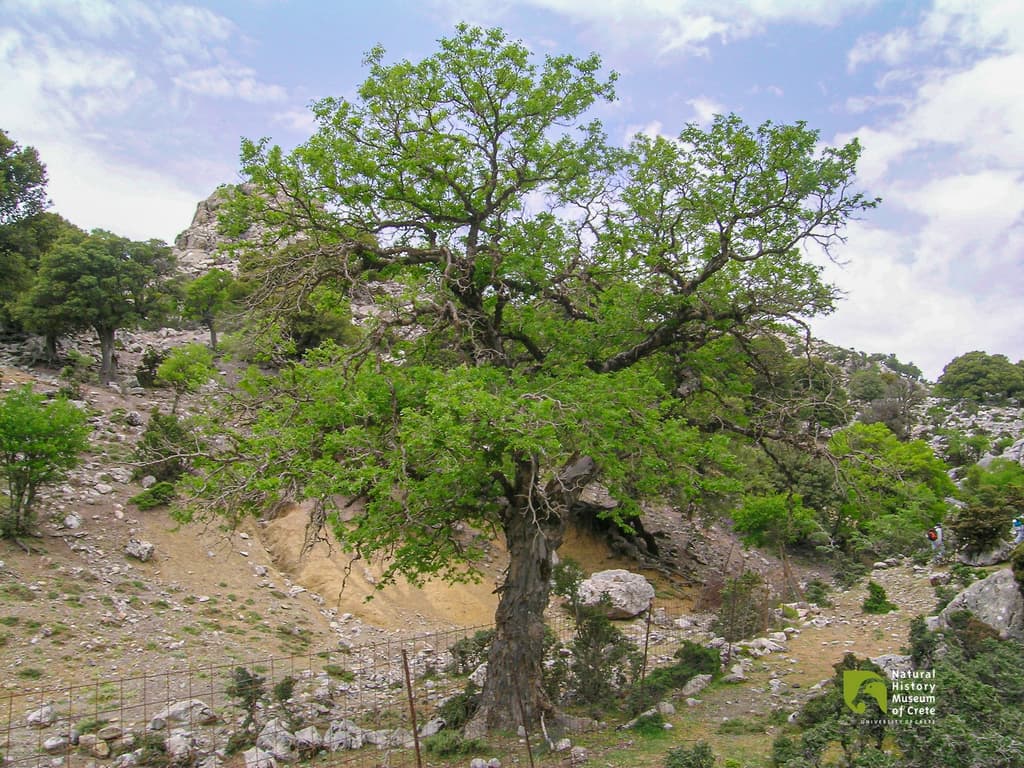 Cretan Zelkova