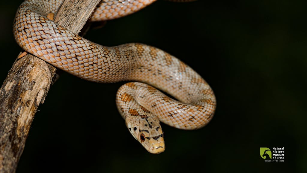 European Ratsnake or Leopard Snake