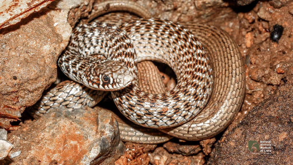 Balkan Whip Snake