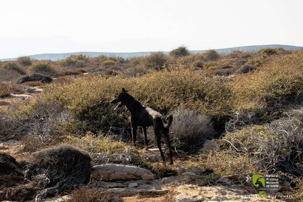 Cretan Tracker: Europe's Oldest Hound, a Gift from Zeus