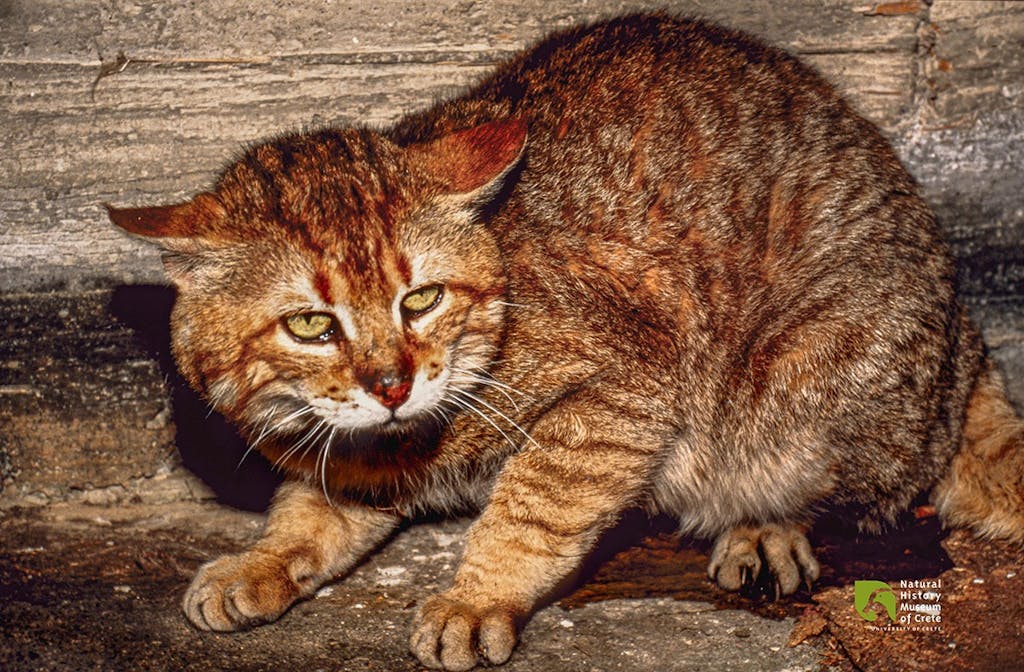 Cretan wildcat