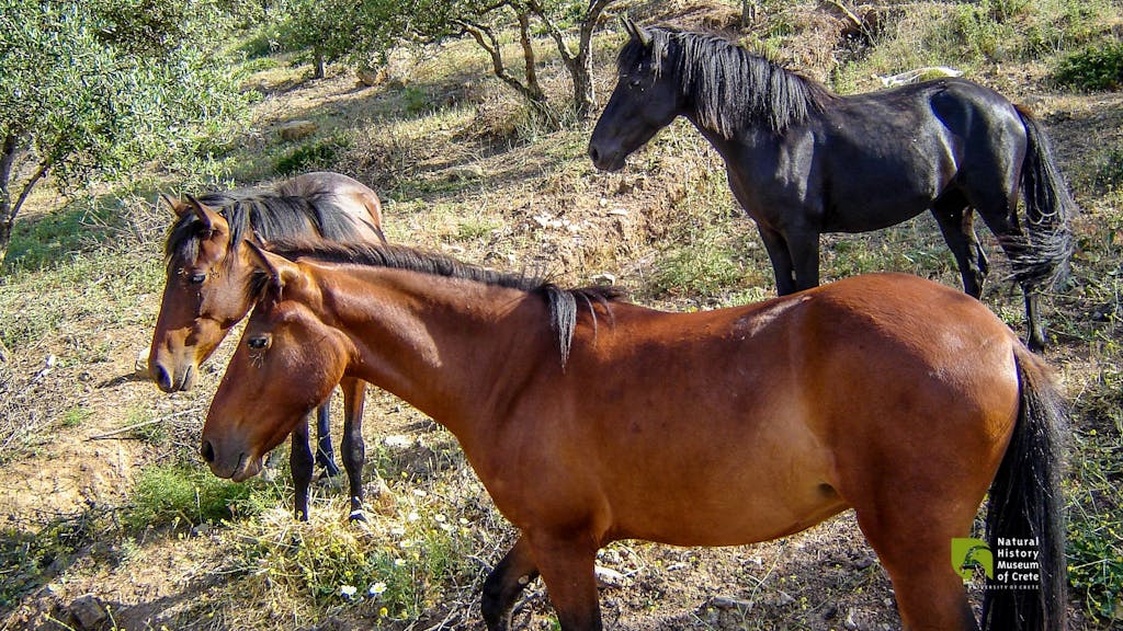 Giorgalidiko: Domestic Horse, North-western European Horse