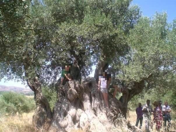The Ancient Olive Tree of Viannos: Unveiling a Treasured Discovery