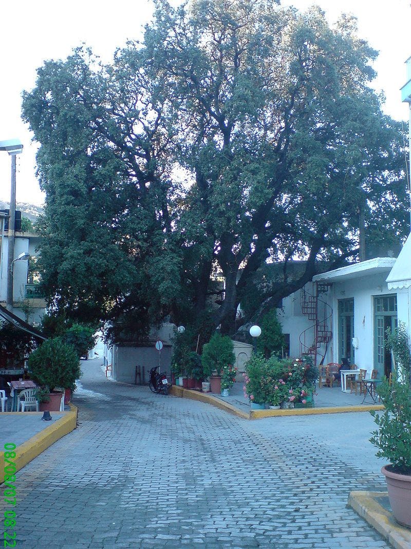 Sykologos: Where the Village Square Boasts an Ancient Holly Tree