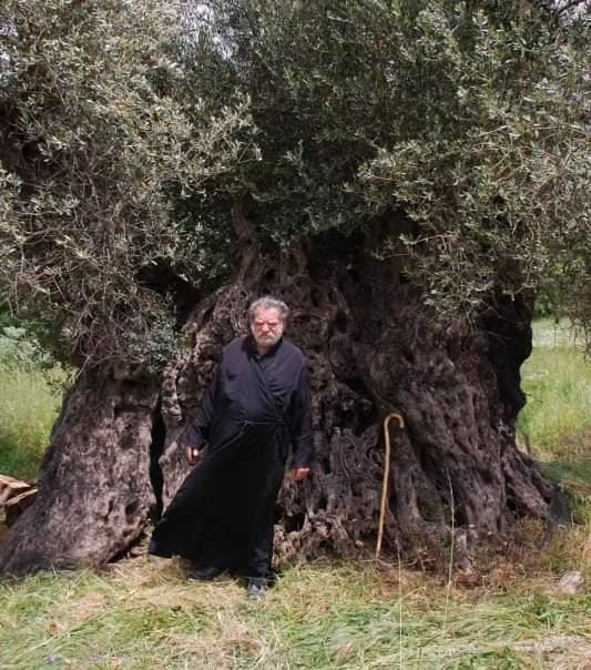 The Ancient Olive Tree of Vrysses, Amari