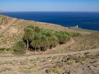 The Verdant Oasis of Agios Nikitas Beach: A Green Strip of Palm Trees