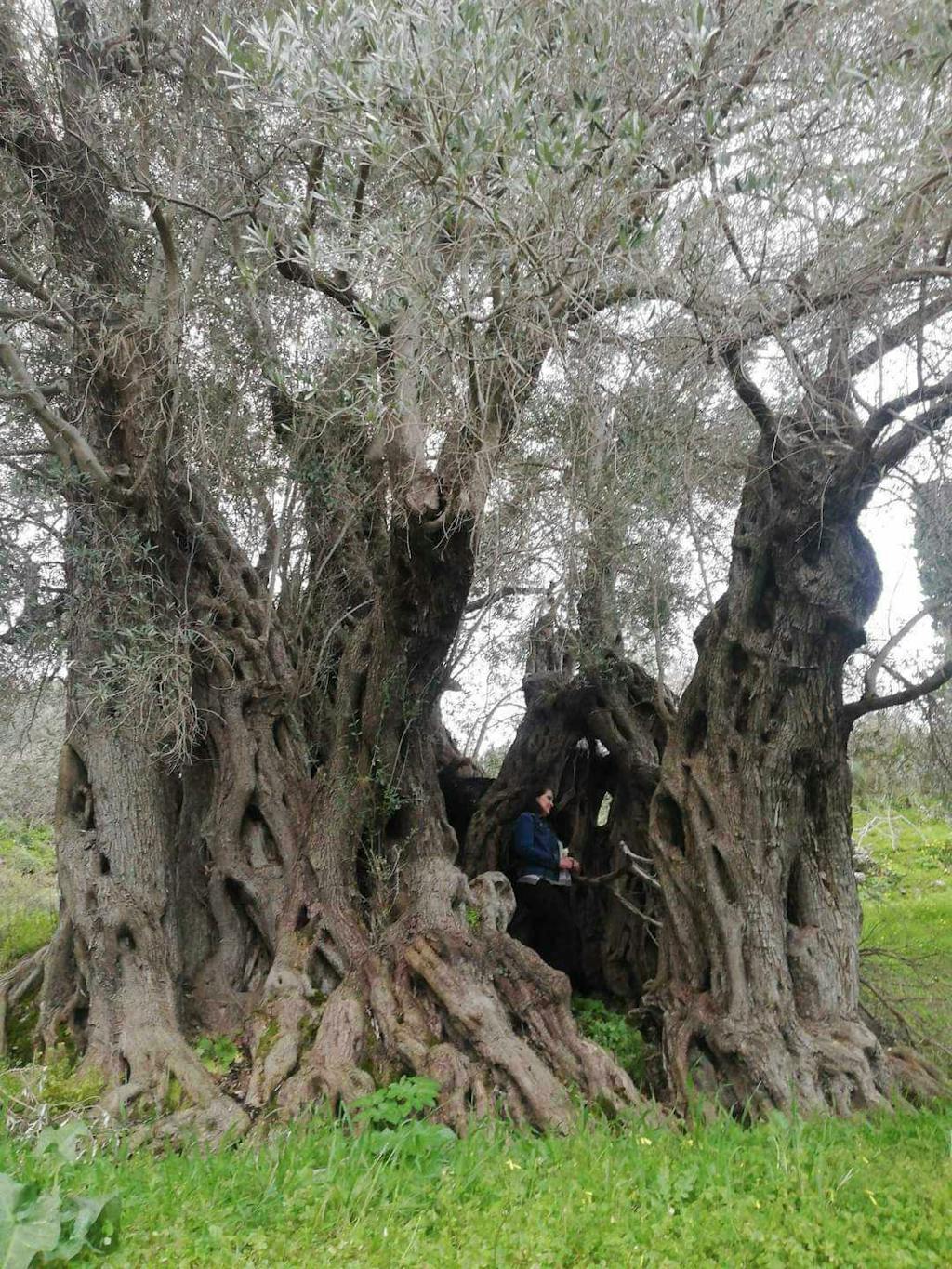 The Ancient Olive Tree of Fourfouras