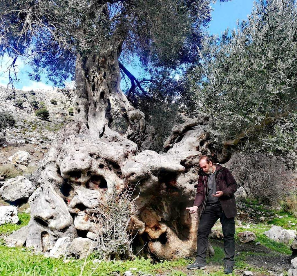 Gra Elia (The Old Olive Tree)