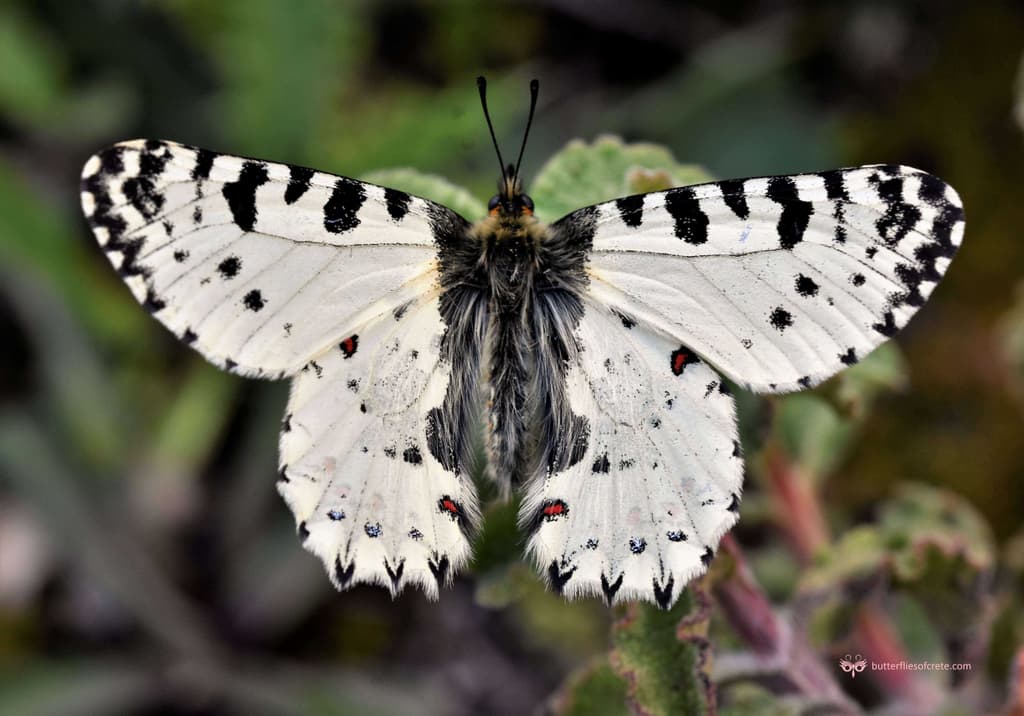 The Cretan endemic butterfly Zerynthia cretica