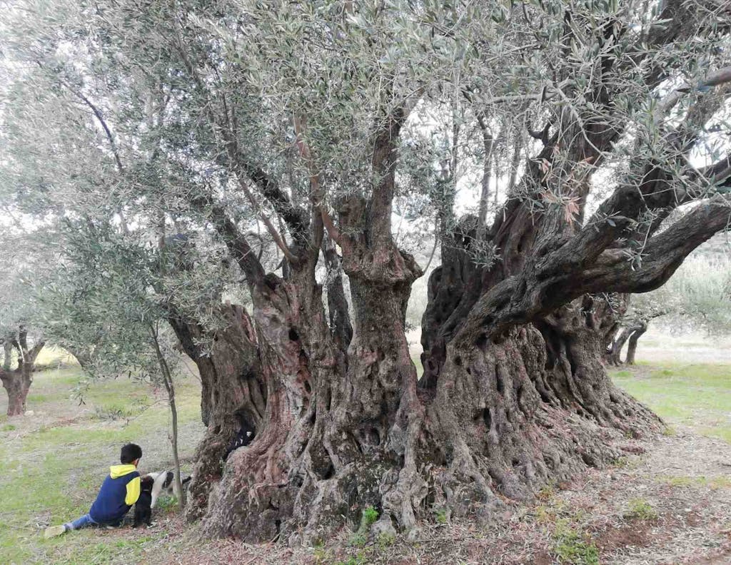 The Ancient Olive Tree of Kato Asites: Host to the 1st Olive Festival