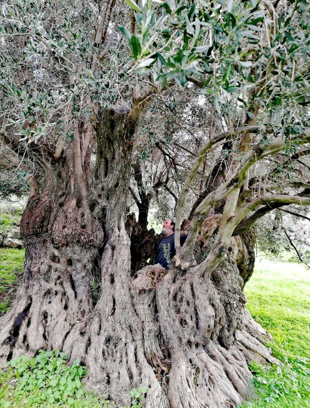 Ancient Olive Tree in Kouroutes