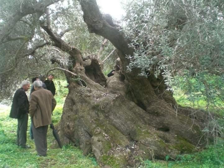 Sitia's Ancient Olive Tree: A Record of Preservation Initiatives