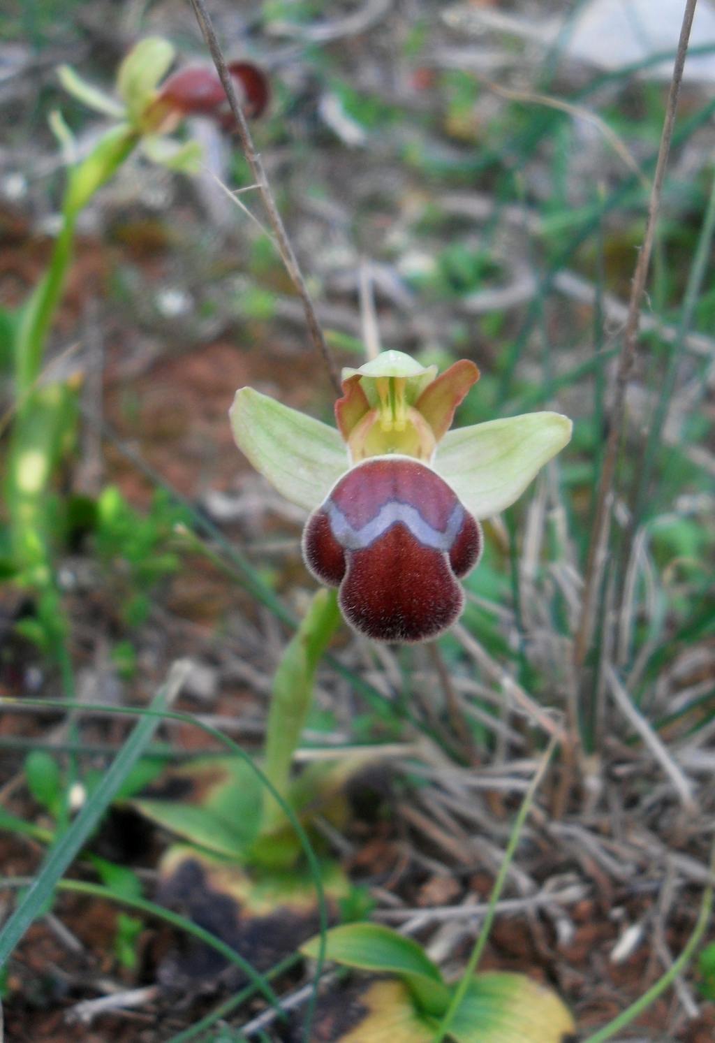 Ophrys Sitiaca