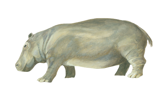 Hippopotamus creutzburgi