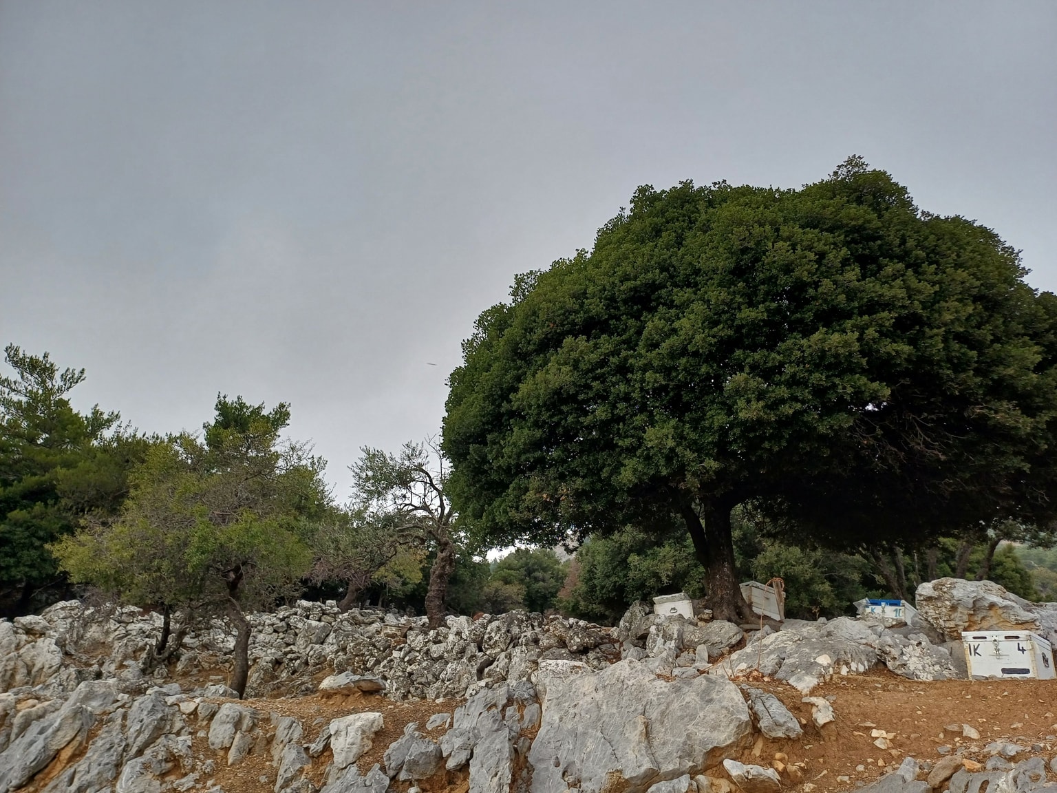 Syme Forest - Discover Crete