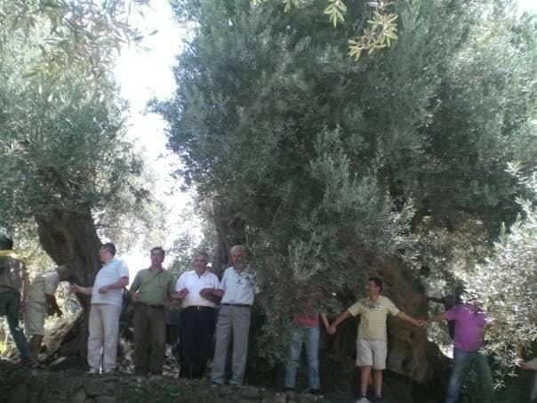 The Ancient Olive Tree of Kakodiki