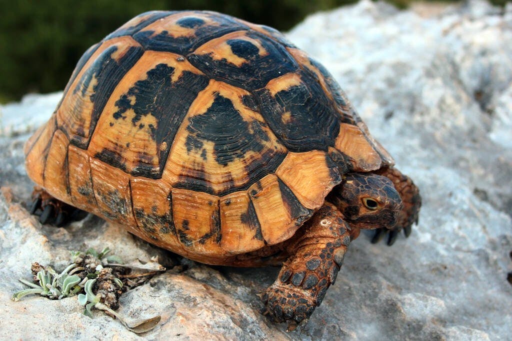 Greek turtle