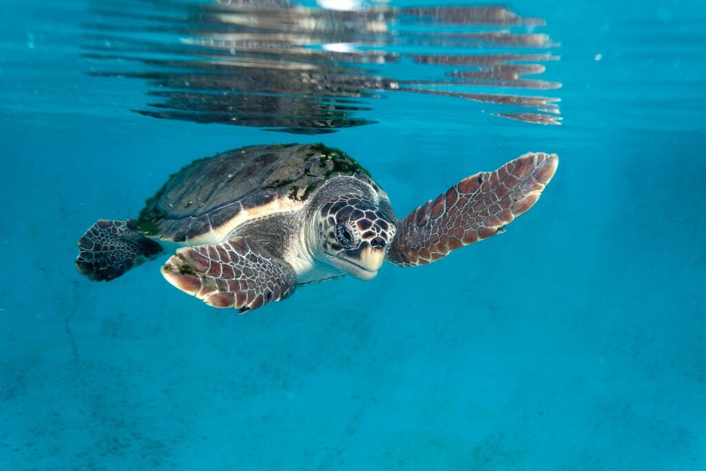 Caretta Caretta (Loggerhead Sea Turtle)