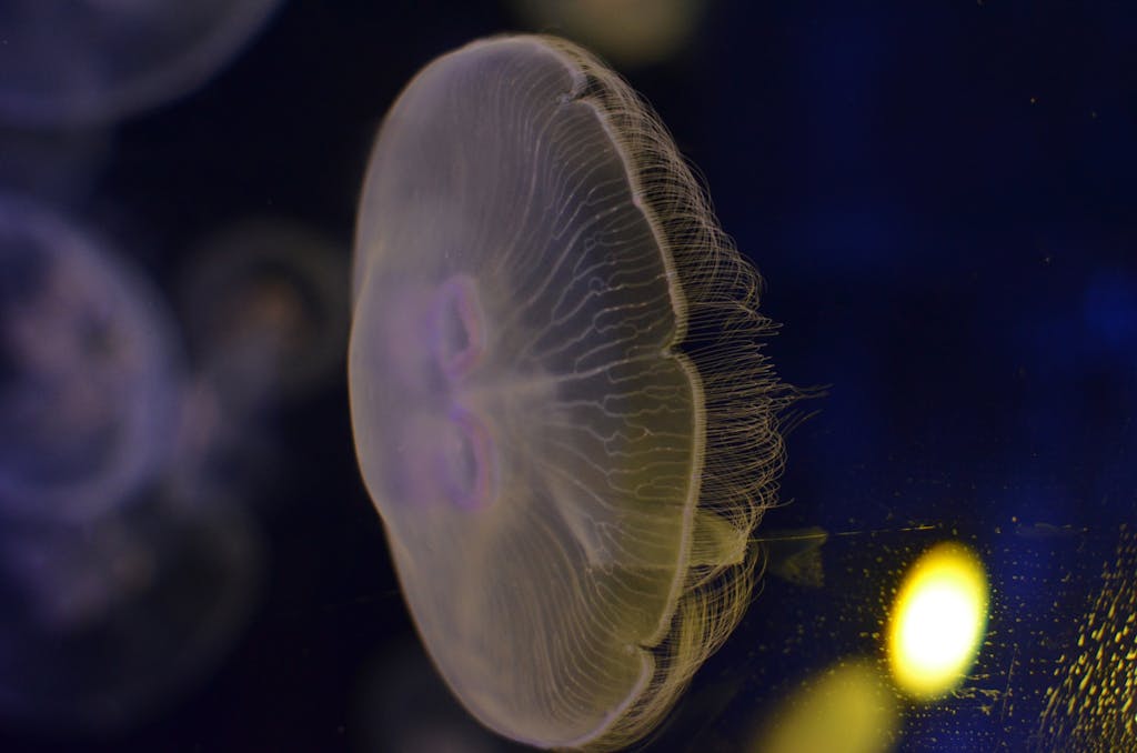 Common Jellyfish (Aurelia Aurita)