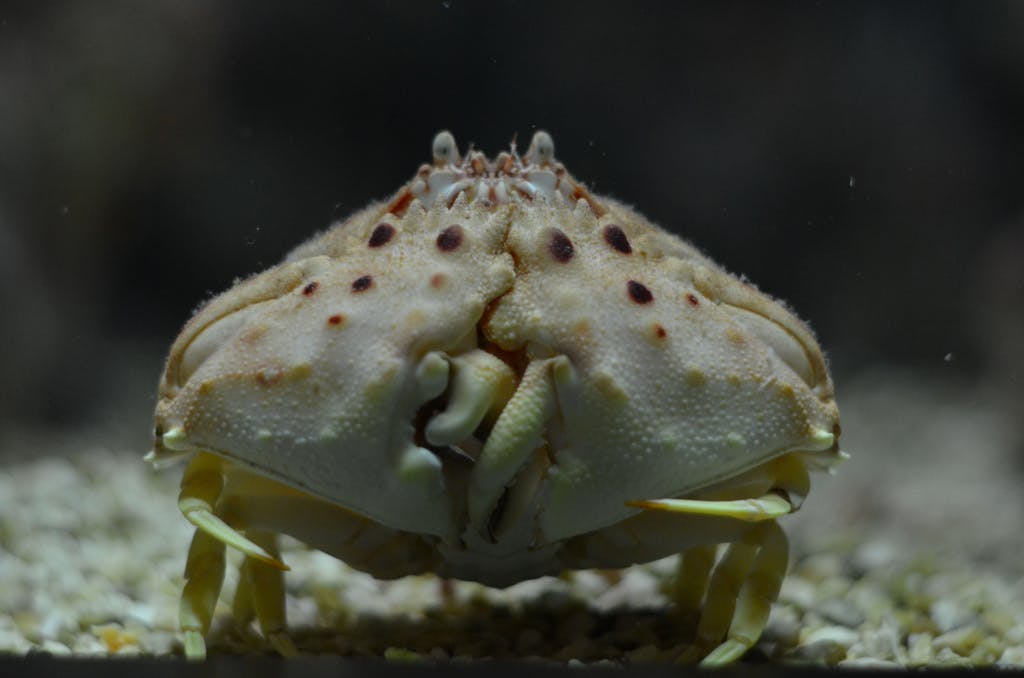 Mediterranean Shame-Faced Crab
