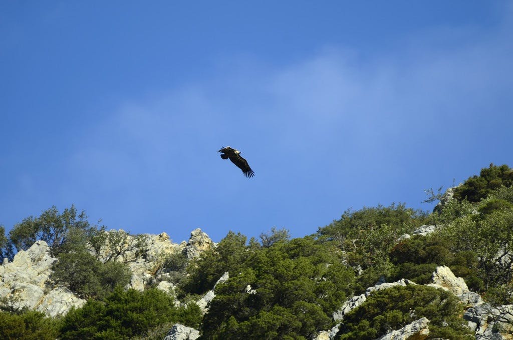 Griffon Vulture (Gyps Fulvus)