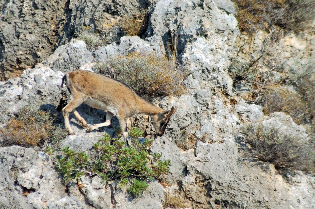 Kri-kri, the Cretan Wild Goat (Capra aegagrus cretica)