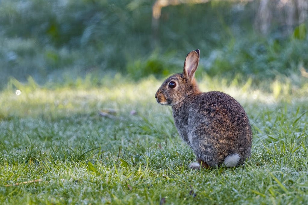 The European Rabbit or Coney
