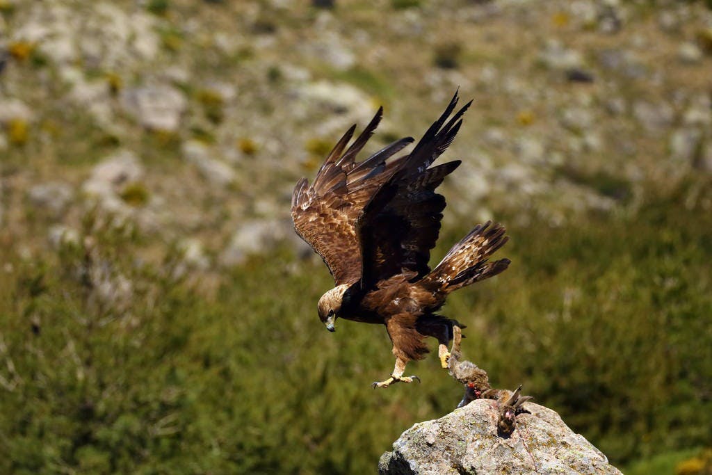 Golden Eagle (Aquila Chrysaetos)