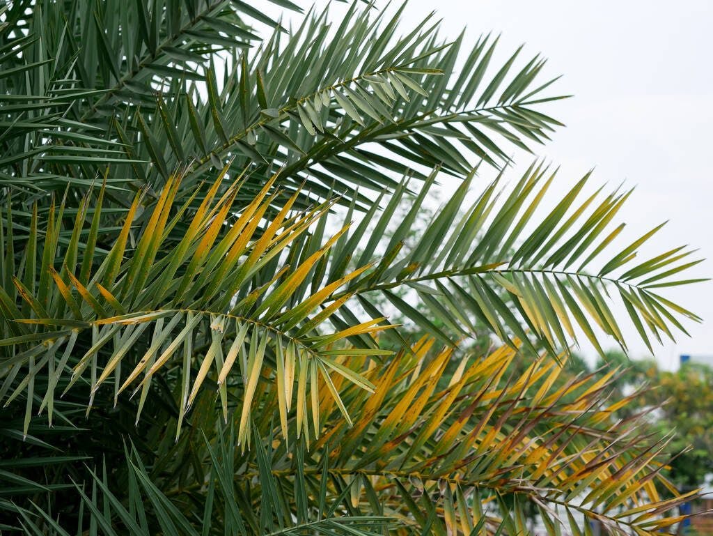 The Cretan Date Palm